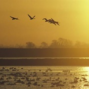 Ouse Washes