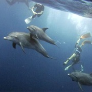 Swimming With Dolphins