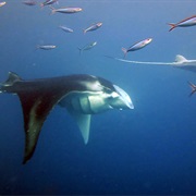 German Channel Palau