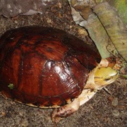 Guangxi Box Turtle