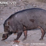Palawan Bearded Pig