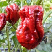 7 Pot Red (Giant)