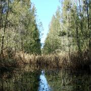Yarrahapinni Wetlands National Park (NSW)