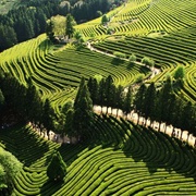 Boseong Green Tea Fields, South Korea