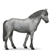 Newfoundland Pony - Dapple Gray