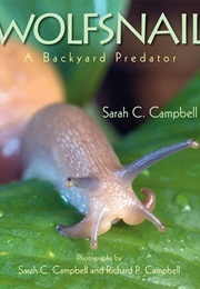 Wolfsnail: A Backyard Predator (Sarah C. Campbell)