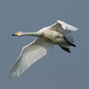 Hear Whooper Swans Sing