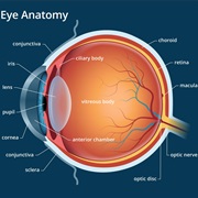 Eye