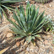 Hohokam Agave (Agave Murpheyi)