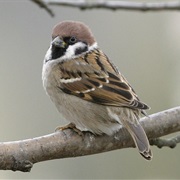 Eurasian Tree Sparrow (China)