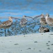 Marpa National Park (QLD)