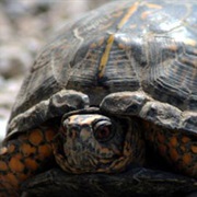 Minnehaha Fish and Wildlife Area, Indiana