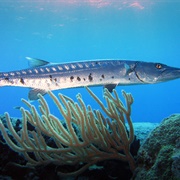 Face to Face With Baracuda in Florida Keys