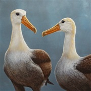 Waved Albatross