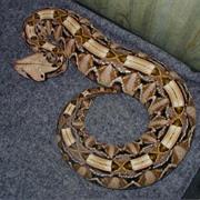 Gaboon Viper