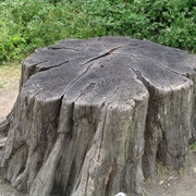 Stump