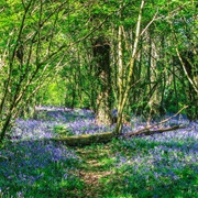 Borthwood Copse, Isle of Wight