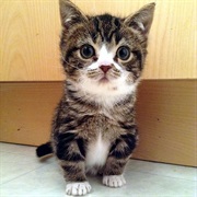 Dwarf Cat