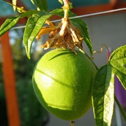 Maypop (Passiflora Incarnata)