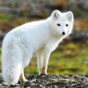 Artic Fox