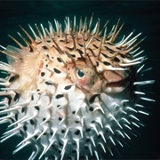 Fugu