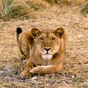 Zakouma National Park