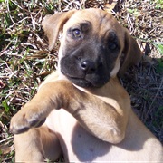 Black Mouth Cur