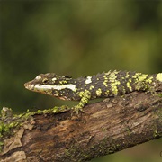 Knuckles Pygmy Lizard