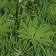Arctic Sweet Coltsfoot (Petasites Frigidus)