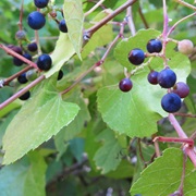Arizona Grape (Vitis Arizonica)
