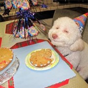 Birthday Dog