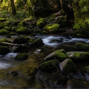 Drive Through The Black Forest