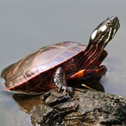 Painted Turtle