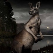 Phantom Kangaroo