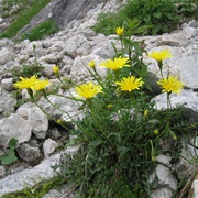 Bristly Hawkbit (Leontodon Hispidus)