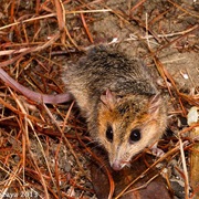 Red-Cheeked Dunnart
