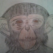 Chimpanzee Meagan Scribner