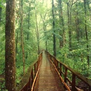 Congaree National Park, South Carolina