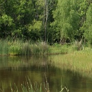 Columbia Bottomlands, Texas