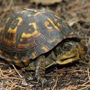 Eastern Box Turtle