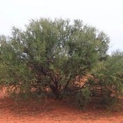 Curara / Dead Finish (Acacia Tetragonophylla)