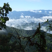 Andes Cloud Forests