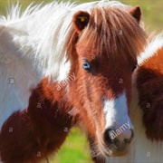 Basque Pony