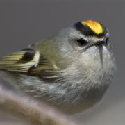 Golden-Crowned Kinglet