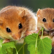 Hazel Dormouse