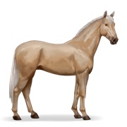 Irish Hunter - Palomino