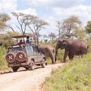 Participate in a Wild South African Safari at Serengeti National Park