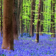 Hallerbos National Forest, Belgium
