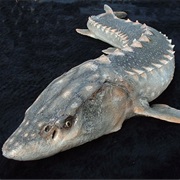 Green Sturgeon