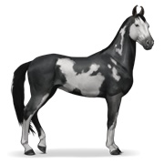 Marwari - Black Overo